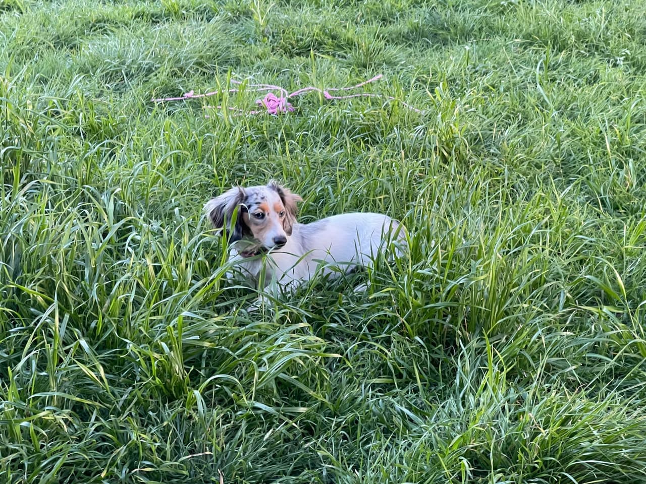 A customer's puppy resting in tall grass with a rope toy near Rio Vista, Texas