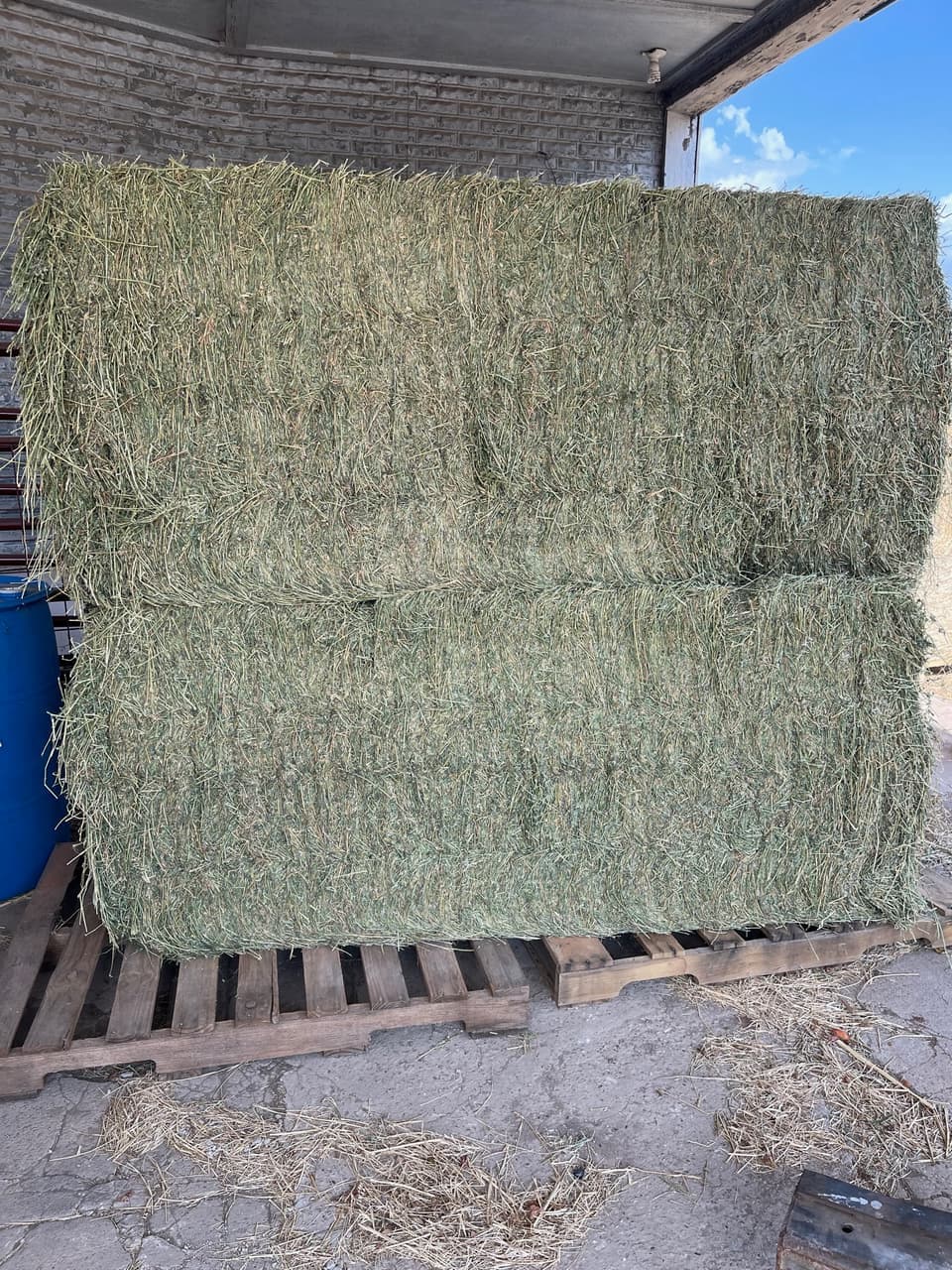 Large square alfalfa hay bales stacked and ready for pickup at Mustang Creek Feed Seed & Supply in Rio Vista, Texas